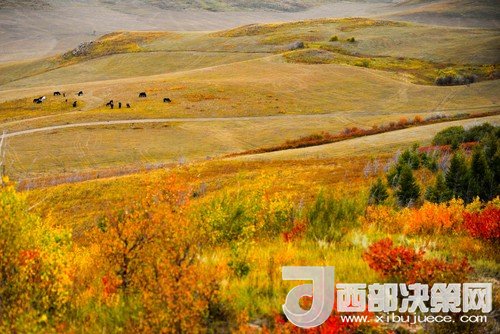 錫林郭勒草原國家級自然保護區(qū)。吳勇攝