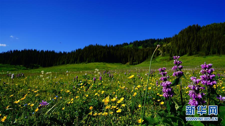 (圖文互動(dòng))(6)新疆賽里木湖:水清草綠回歸“高顏值”